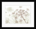 Cow parsley flower by Assaf Frank